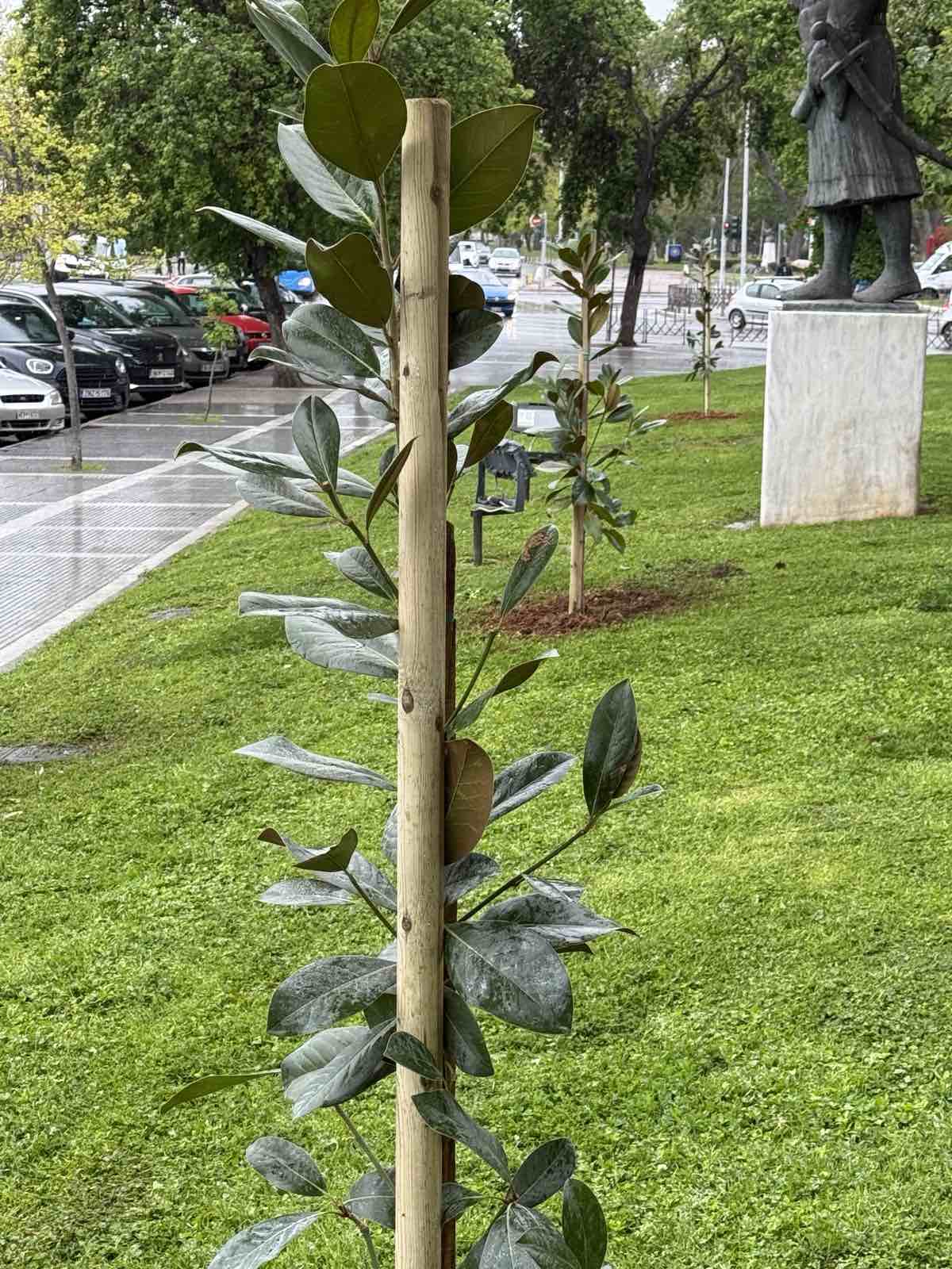 dentra_kentro_1.jpg dentra_kentro_1.jpg