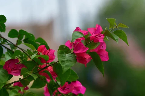 bougainvillea.jpg bougainvillea.jpg