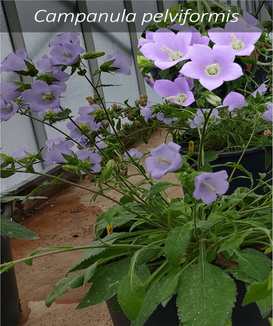 7campanula-pelviformis2-qmjrxg8138mtwwii6kzfgmo4m2dqrtnmv887iodyio.png