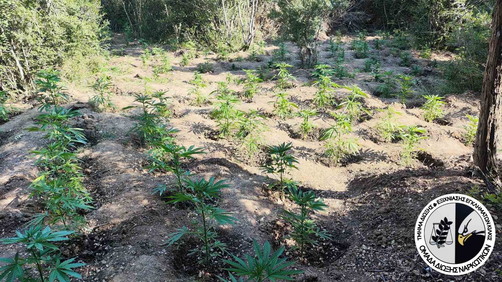 katashesi_dendryllion_kannabis_tdee_kilkis.jpg