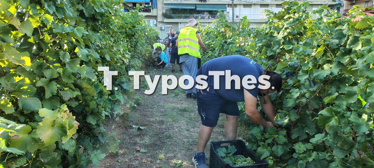 astikos_ampelonas6.jpg
