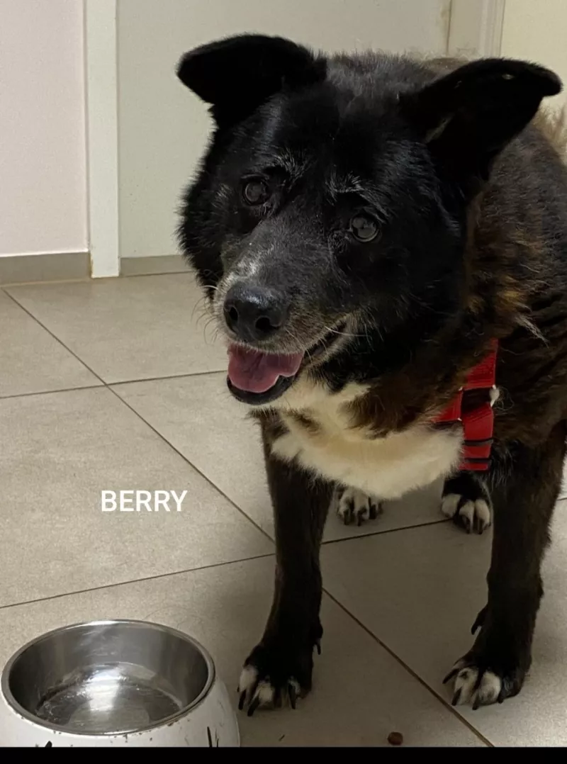 berry-ape.jpg.jpg