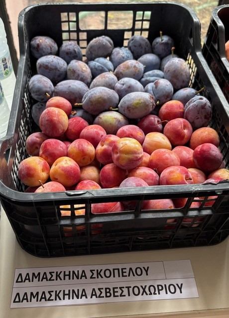 damaskina_nees_poikilies.jpg