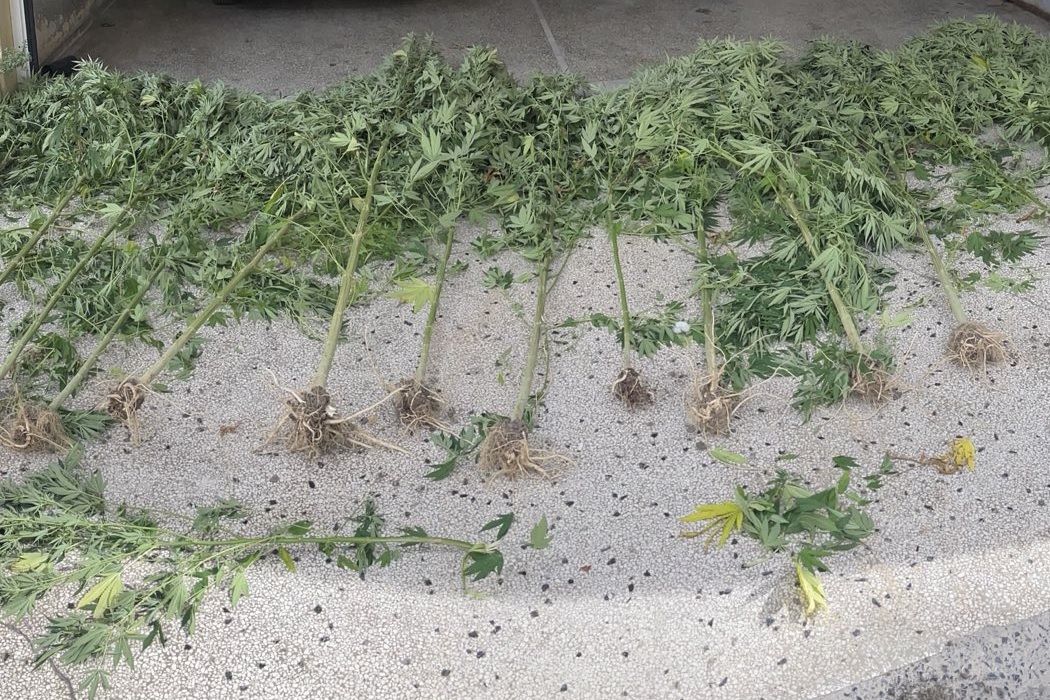 katashesi_dendryllion_kannabis_tdee_pellas.jpg
