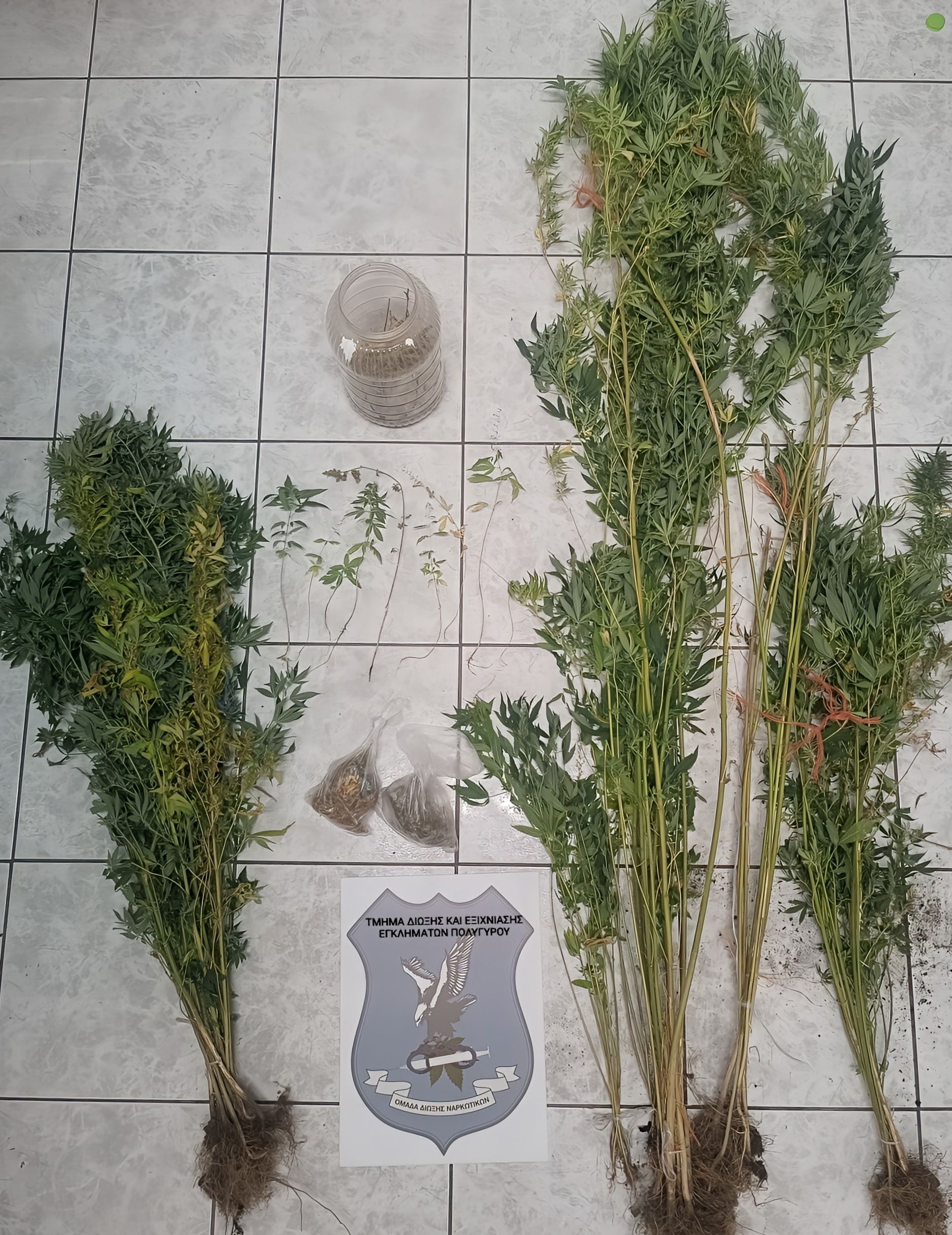 katashesi_dendryllion_kannabis_tdee_polygyroy.jpg