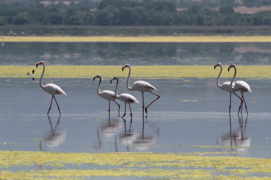 foinikoptera_sti_limni_koroneia_1.jpg