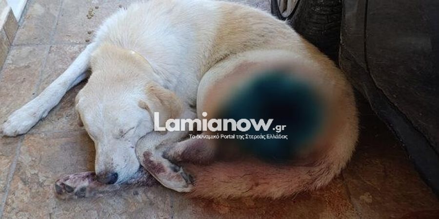 skylos_kamena_vourla2.jpg