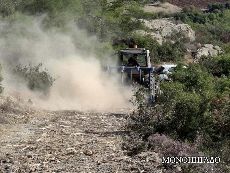 monopigado_1.jpg