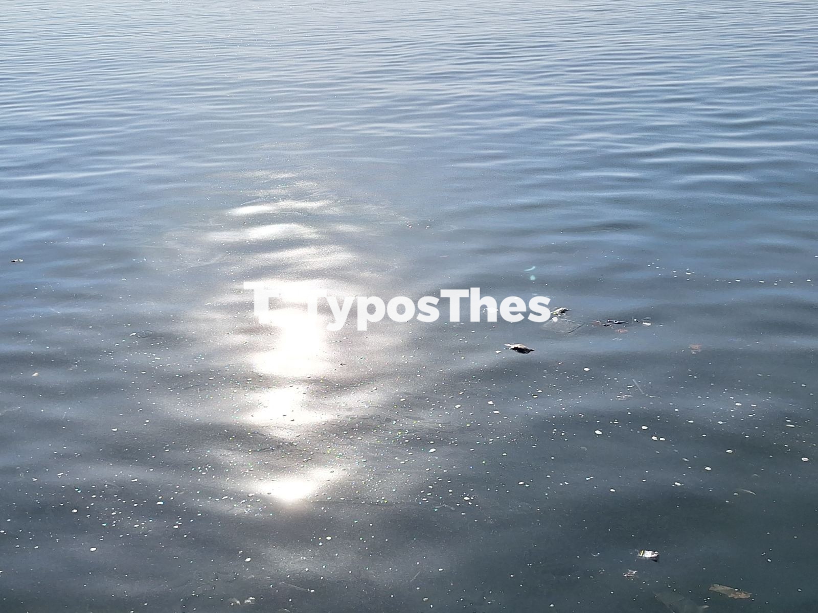 potikia_thermaikos_2.jpg potikia_thermaikos_2.jpg