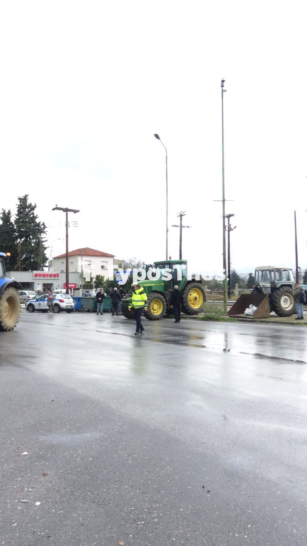 agrotes_prasina_fanaria_2.jpg