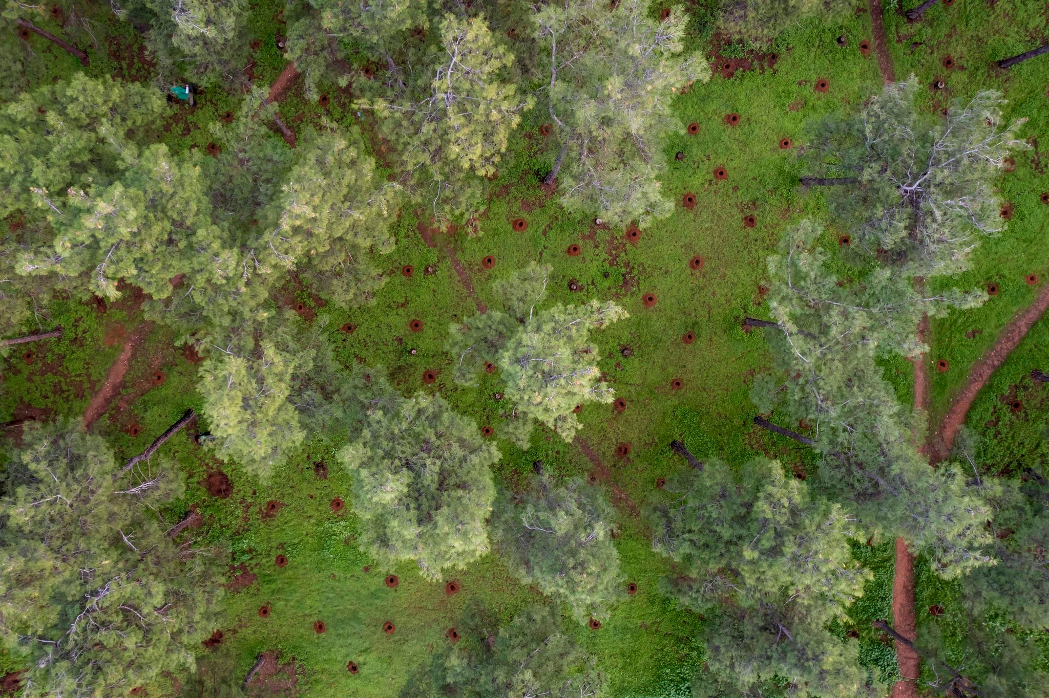 dendrogyteusi2.jpg
