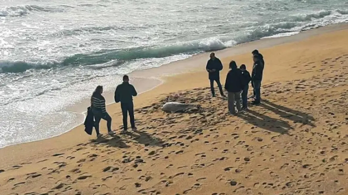 delfini_kavala.jpg
