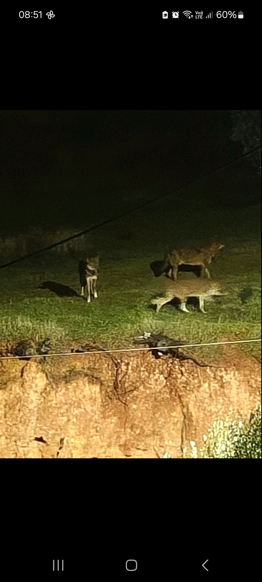 lykoi_panorama.jpg