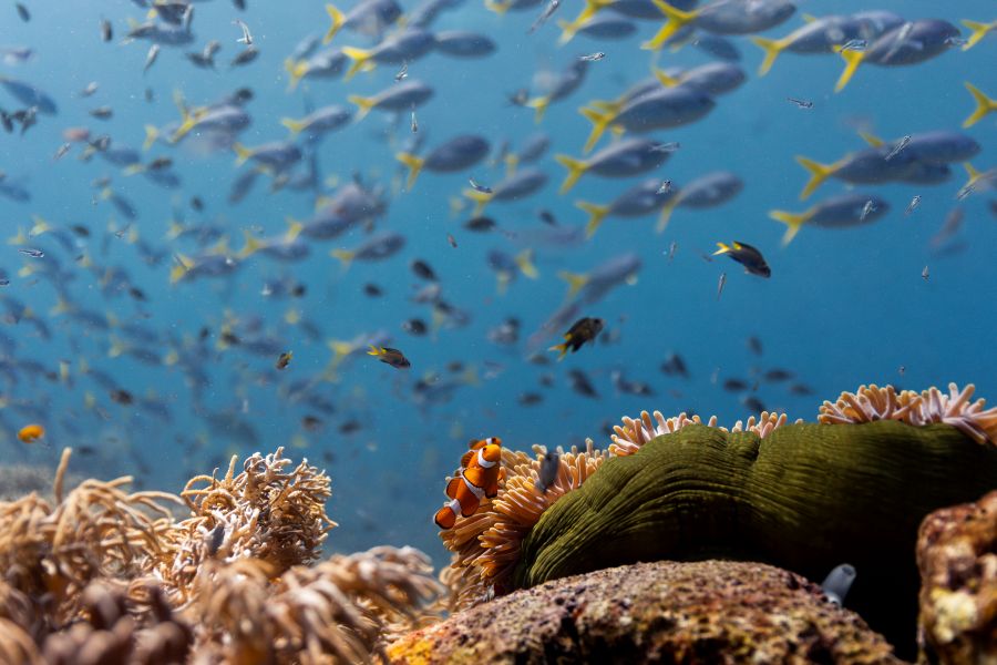 oceanwithdavidattenborough_026.jpg