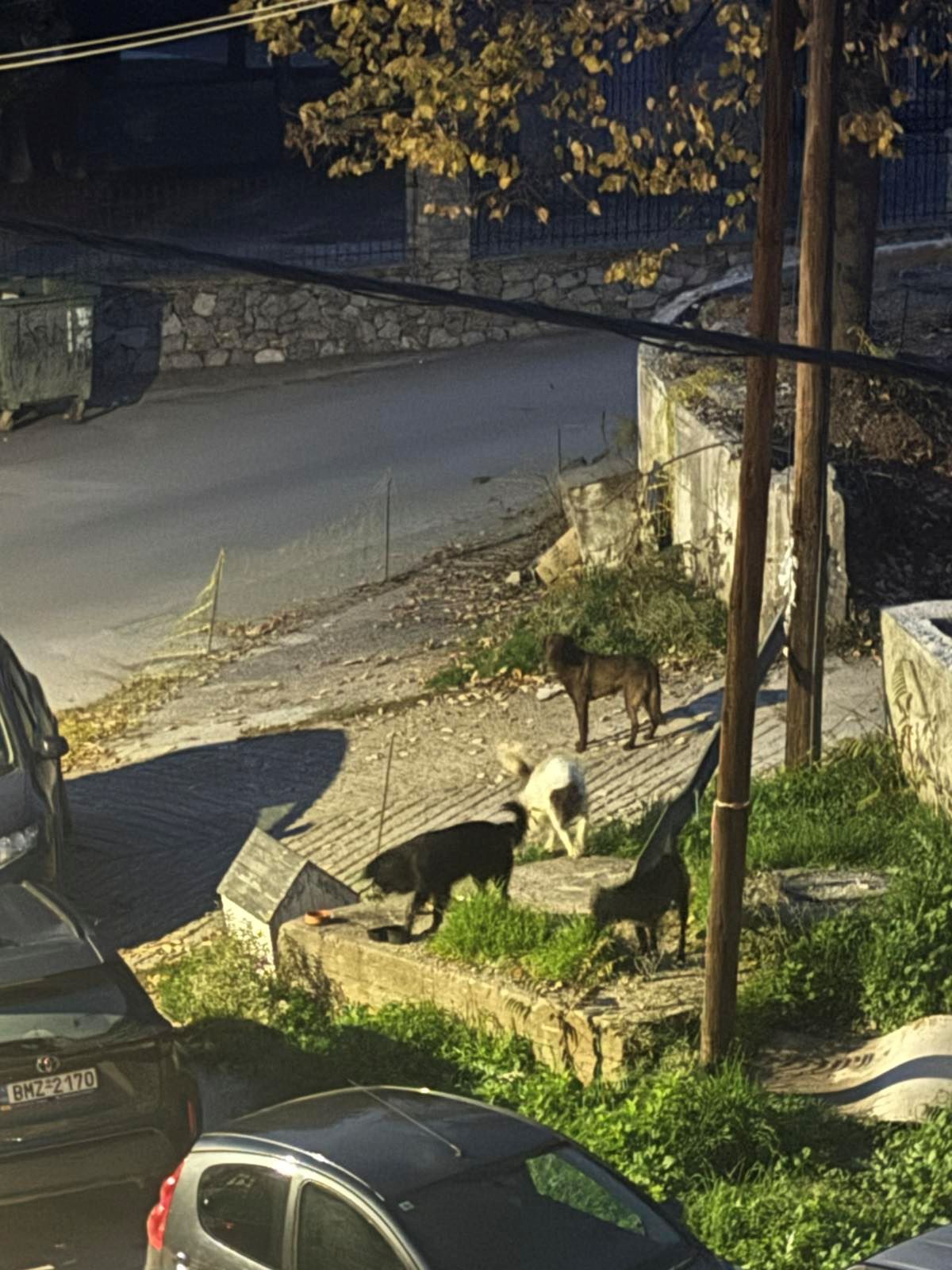 17dec_ageli_me_gata_nekri1.jpg