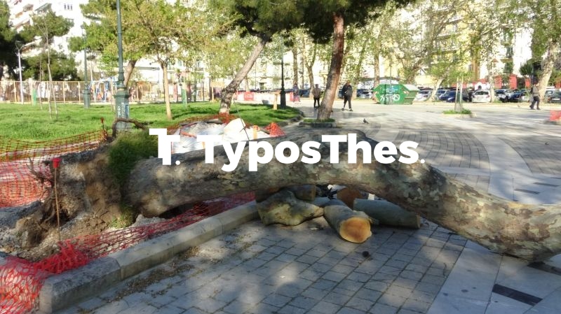 ptwsi_dentrwn_thessaloniki2_2.jpg