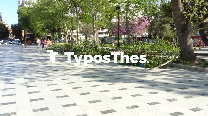 ptwsi_dentrwn_thessaloniki4_4.jpg