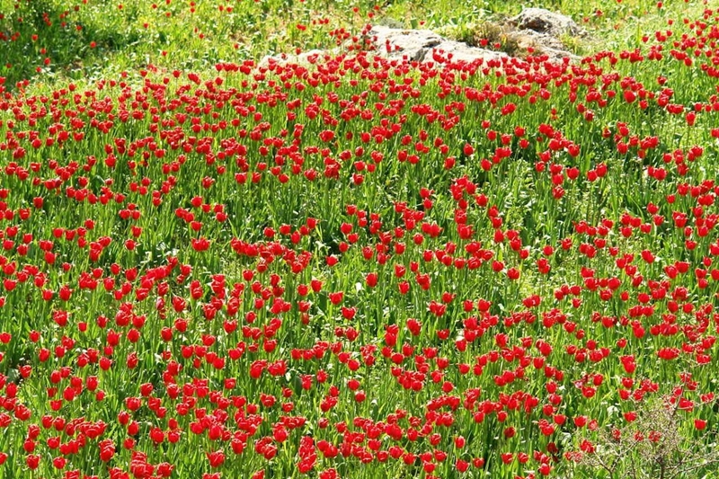 toulipes-xios2.jpg