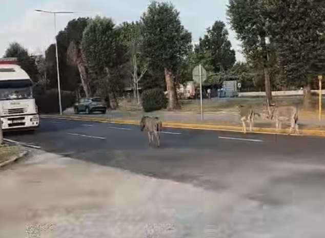 gaidouria_sindos_1.jpg