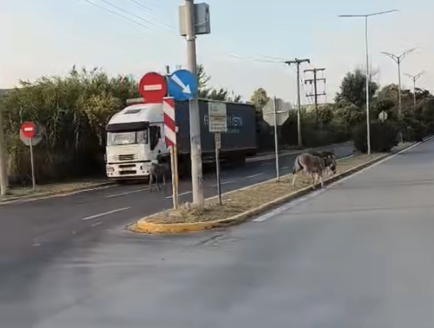 gaidouria_sindos_2.jpg