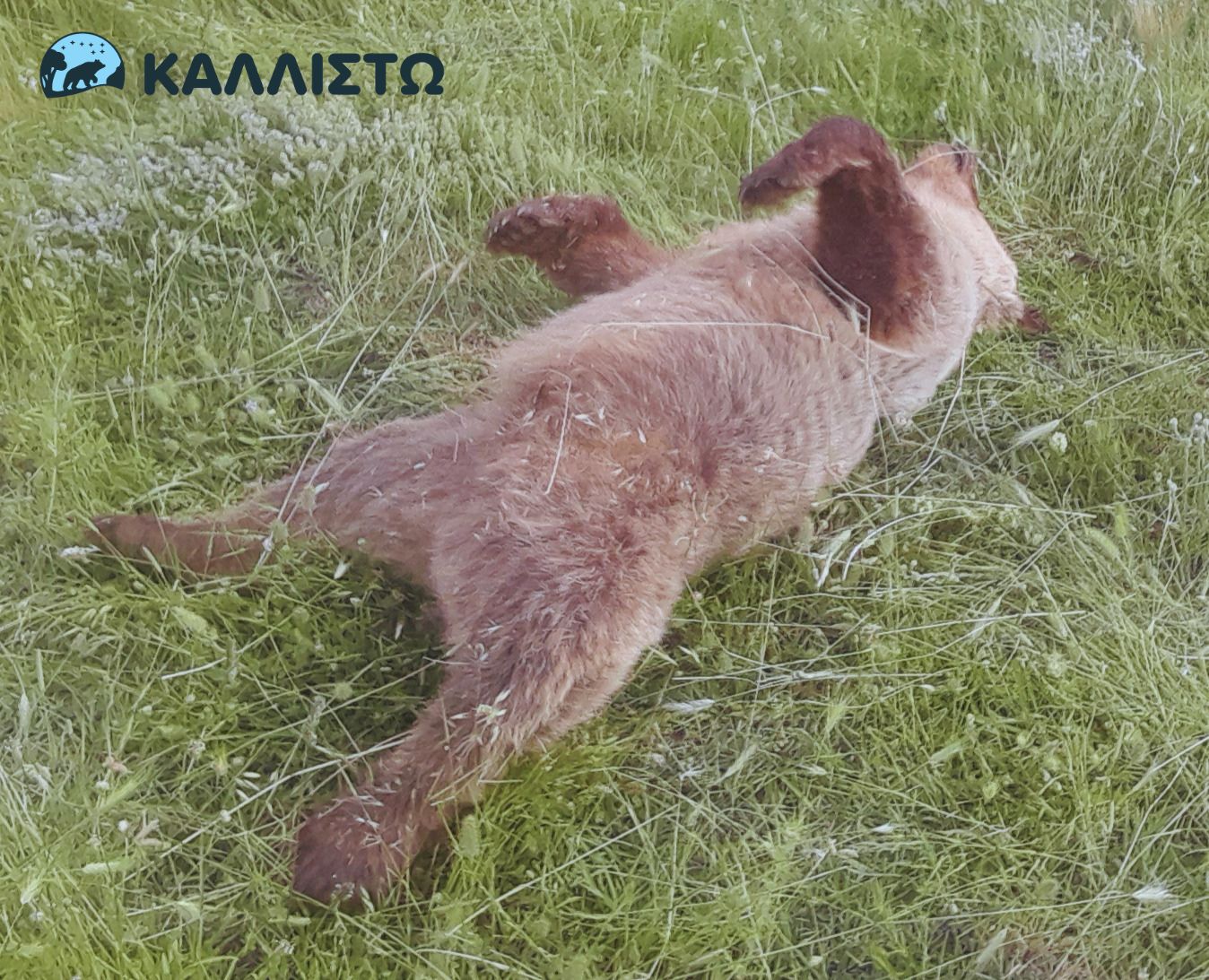 nekri_arkouda_kozani.jpg