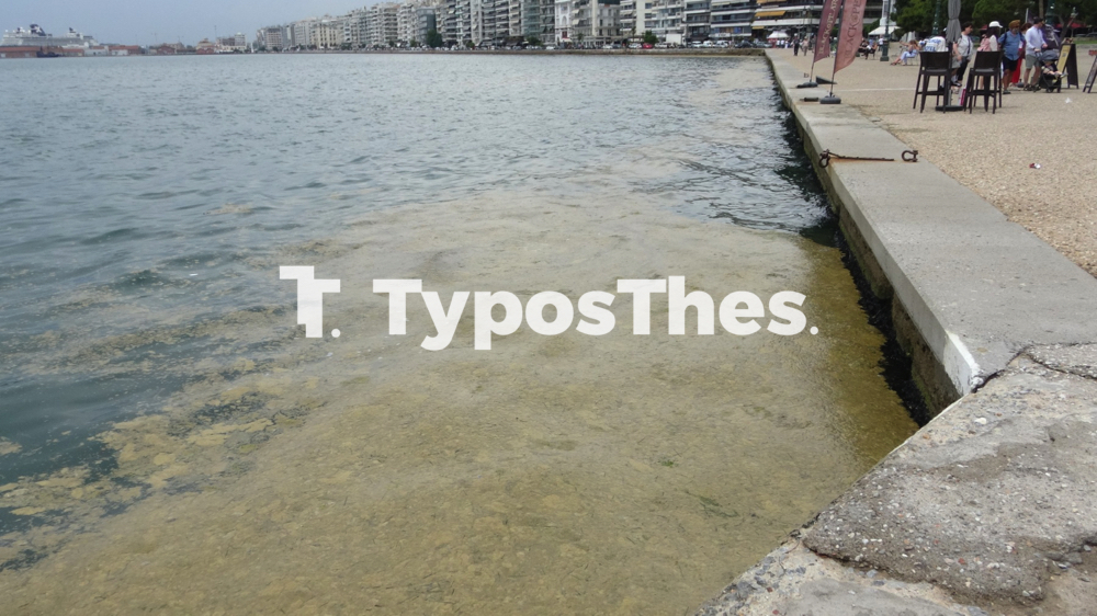 plagkton_thermaikos_6.jpg