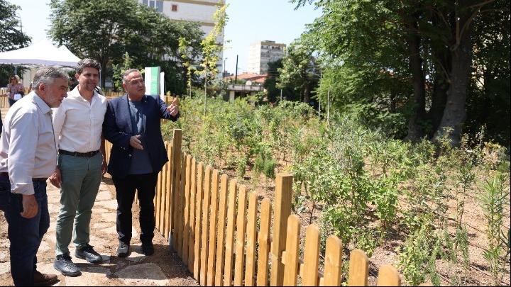 urban_micro_forest2.jpg