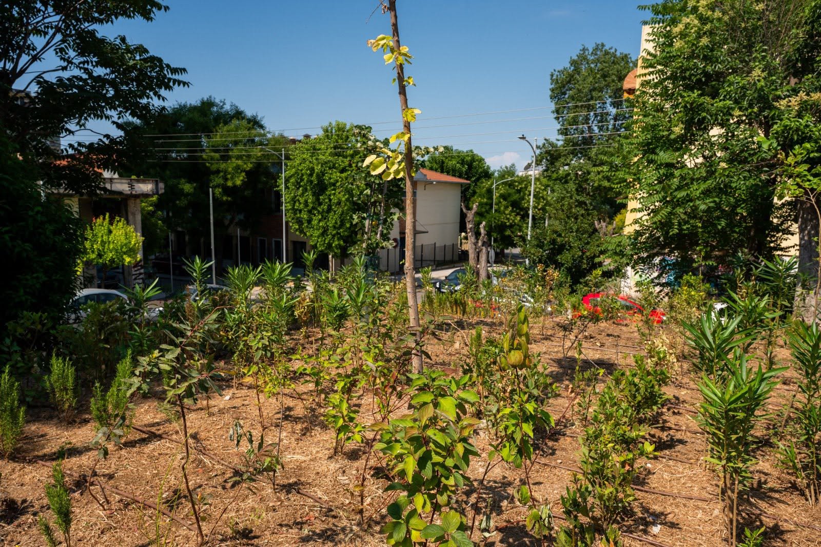 urban_micro_forest_5.jpg