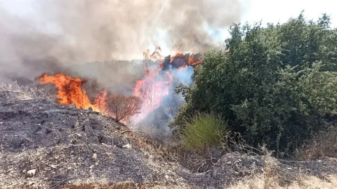 Fotia Pyrkagia