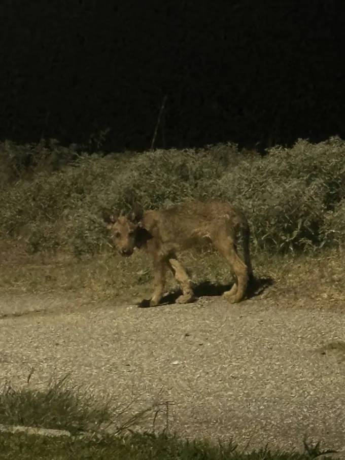 Τσακάλι στη Θέρμη