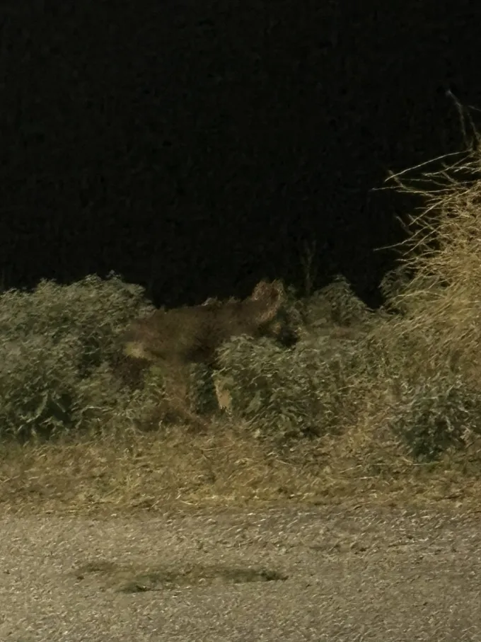 Τσακάλι στη Θέρμη