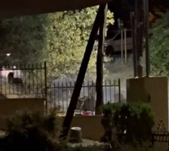 Αγριογούρουνα στα Πεύκα Θεσσαλονίκης
