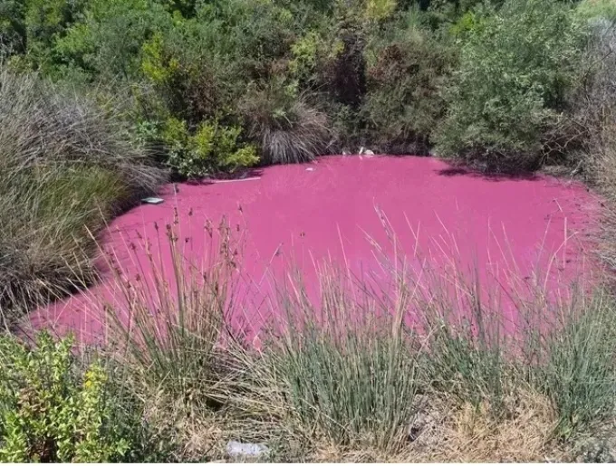 ροζ λίμνη