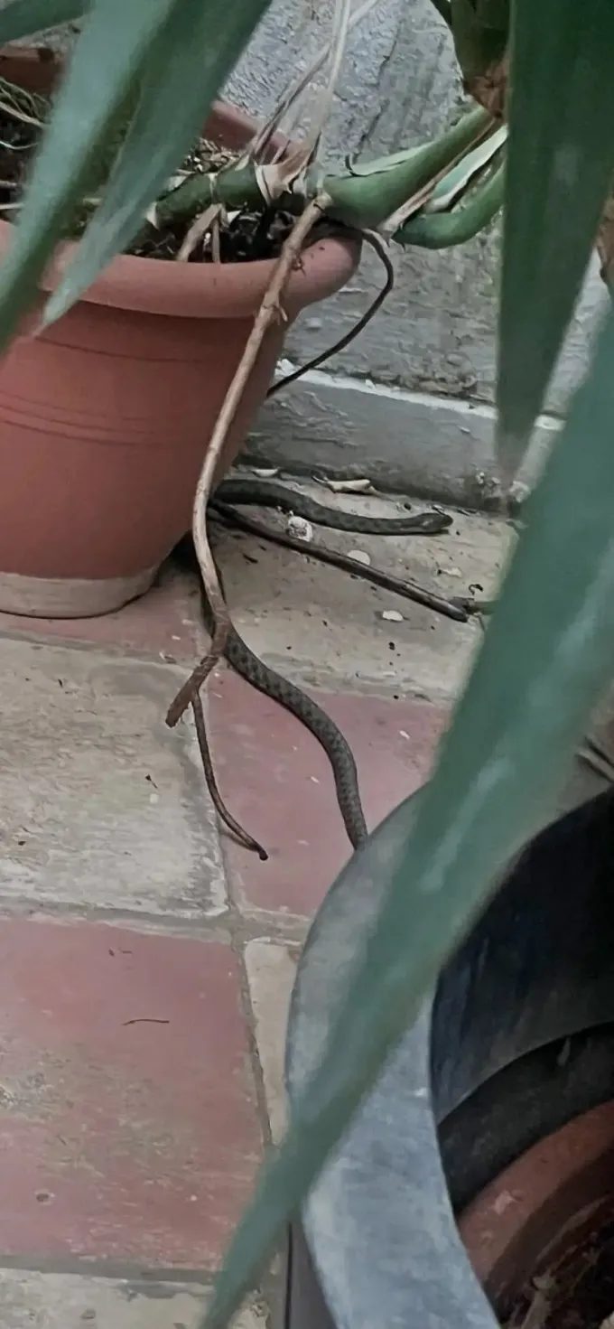 Fidi Exarheia
