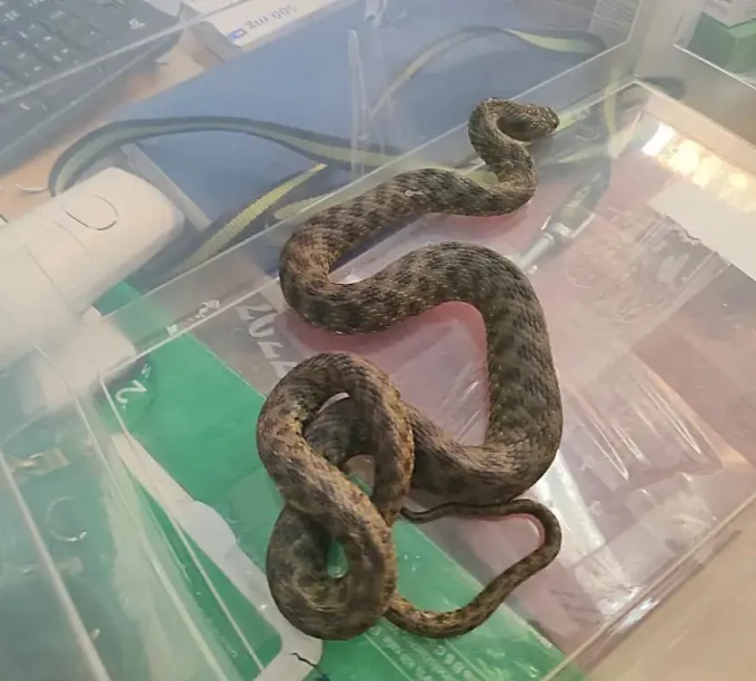 Fidi Exarheia