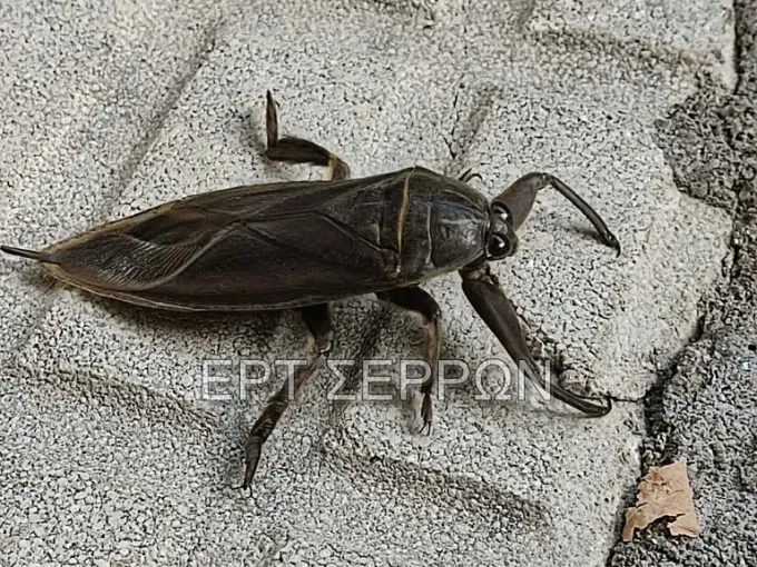 lithokeros