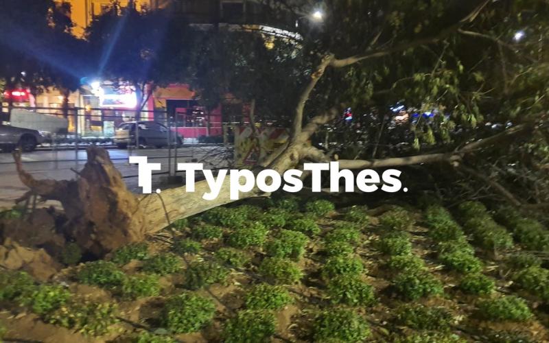 Θεσσαλονίκη: Ισχυροί άνεμοι «σαρώνουν» την πόλη – Πτώσεις δέντρων, ζημιές  σε ΙΧ | Typosthes
