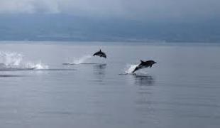 delfinia