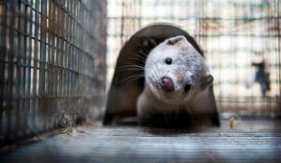 mink