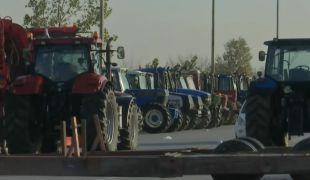 agrotes