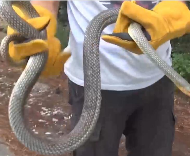 Θεσσαλονίκη: Βρήκαν φίδι σε ντουζιέρα στο Πανόραμα – Έφιος σχεδόν 2 μέτρα (VIDEO)