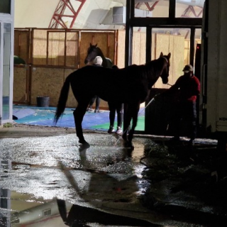 Θεσσαλονίκη: Βγαίνουν 30 άλογα σε Τσιμισκή, παραλιακή – Θα «δονήσουν» το κέντρο 