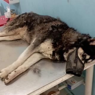 «Βασανίστηκε από ανθρώπινο χέρι ο Όλιβερ» - Τι απαντά η κτηνίατρος που εξέτασε το χάσκι