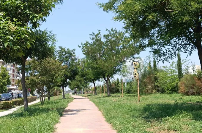 Dendrofyteysi Kordelio