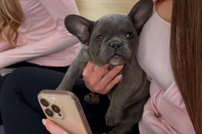 yoga puppy