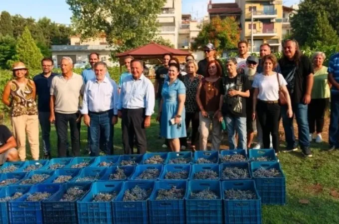 Trygos astikos ampelonas
