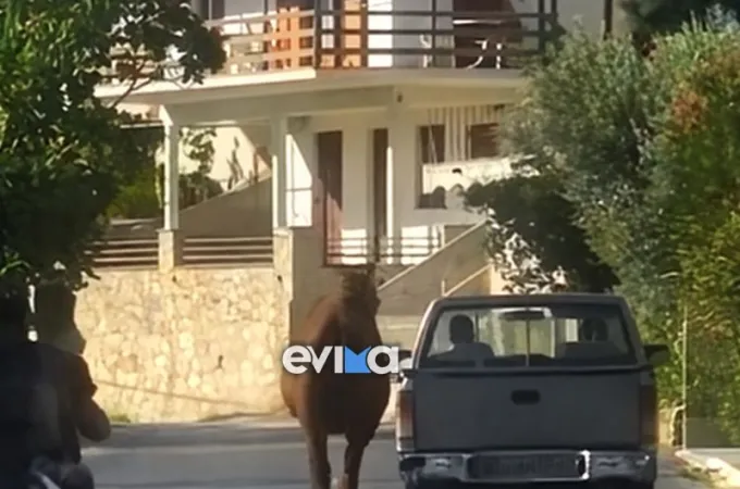 alogo evia