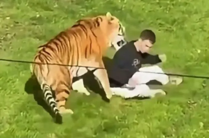 vretania tigris