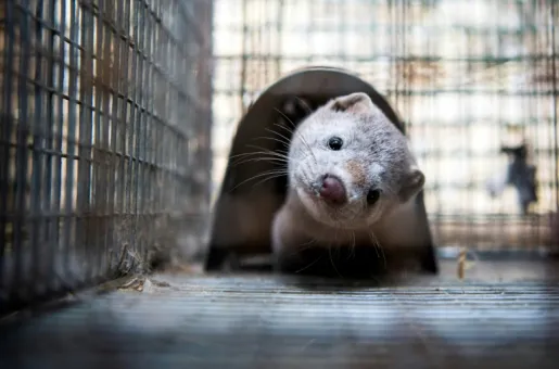 mink