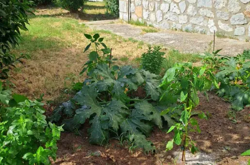 λαχανόκηποι Ωραιόκαστρο